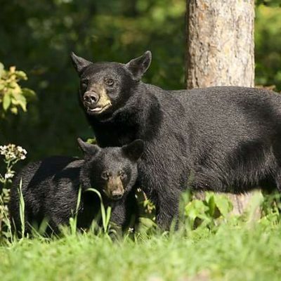 Bears